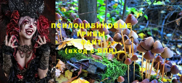 прущие грибы Армянск